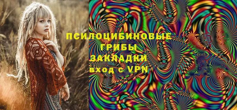 Галлюциногенные грибы Psilocybe  Грязовец 